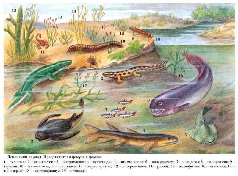 Девон.jpg